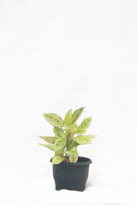 Aglaonema