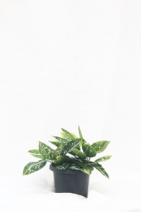 Aglaonema