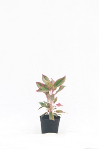 Aglaonema