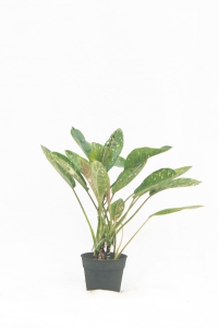 Aglaonema