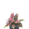 Aglaonema