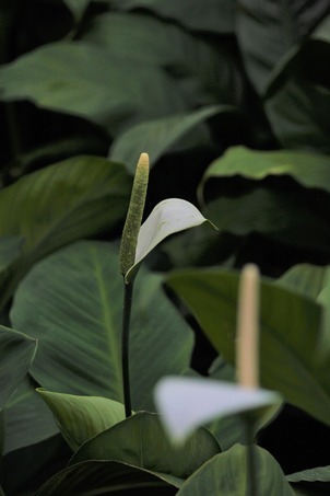 Indoor Plants