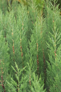 Outdoor Plants