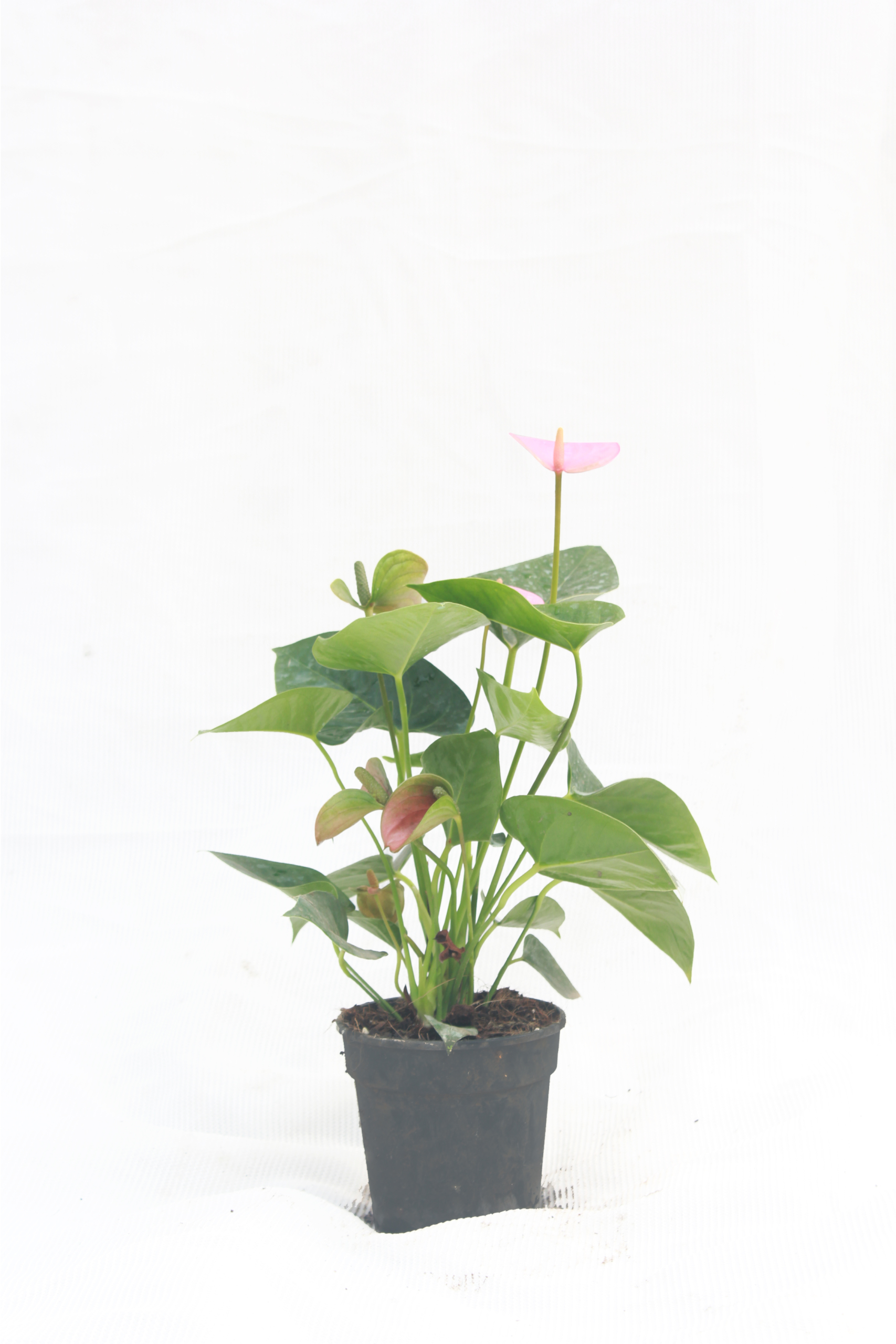 Anthurium