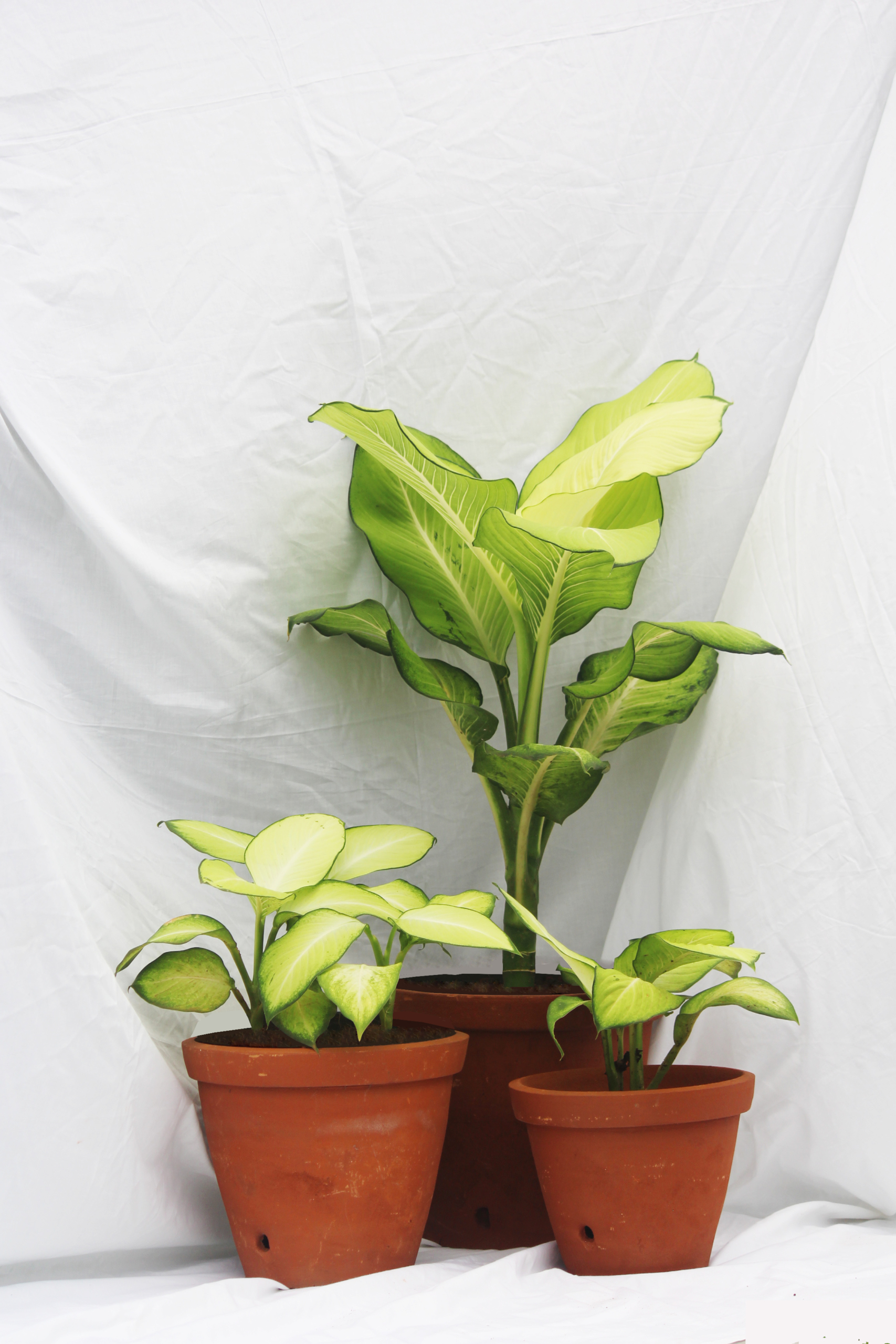 Dieffenbachia|Dumb canes