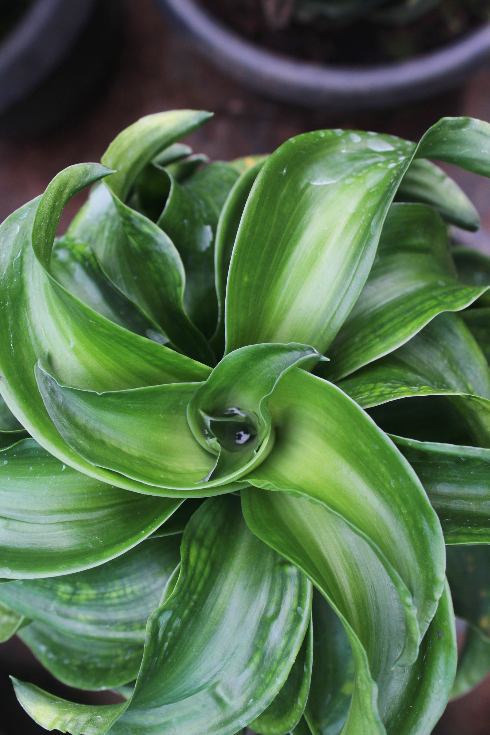 Dracaena twisted