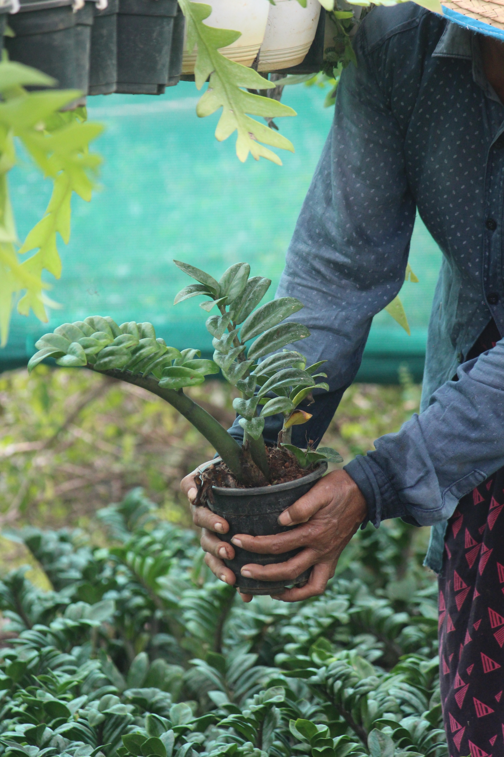 ZZ Plant | Zamioculcas Zamiifolia