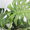 Monstera Deliciosa | Swiss cheese plant