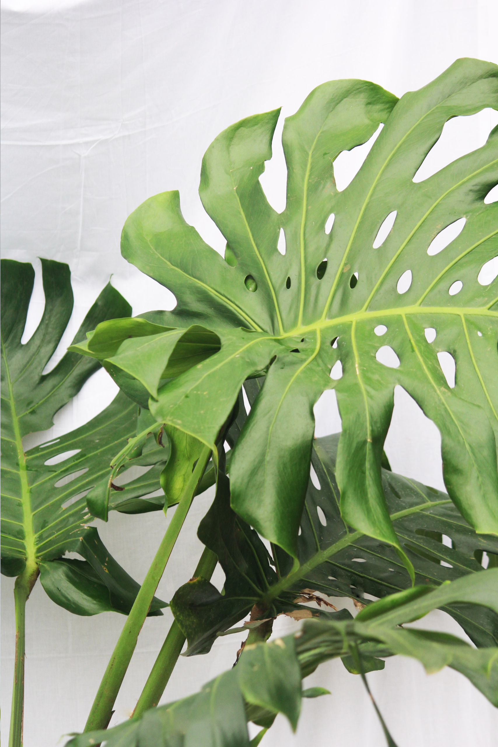 Monstera Deliciosa | Swiss cheese plant