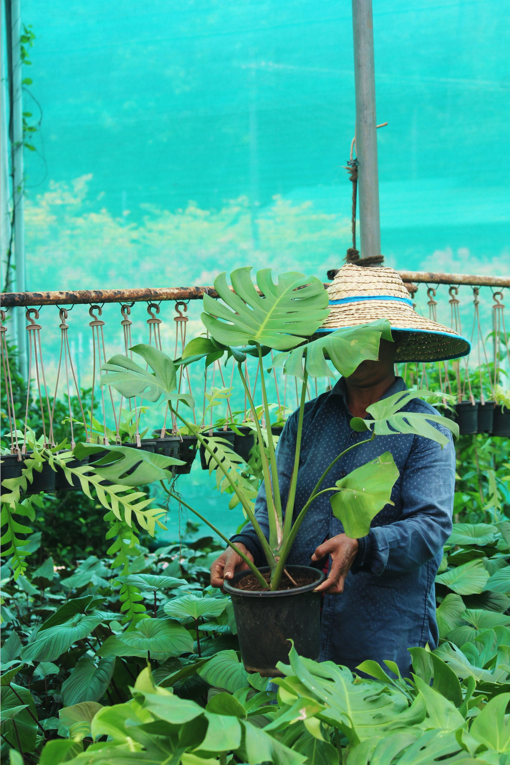 Monstera Deliciosa | Swiss cheese plant