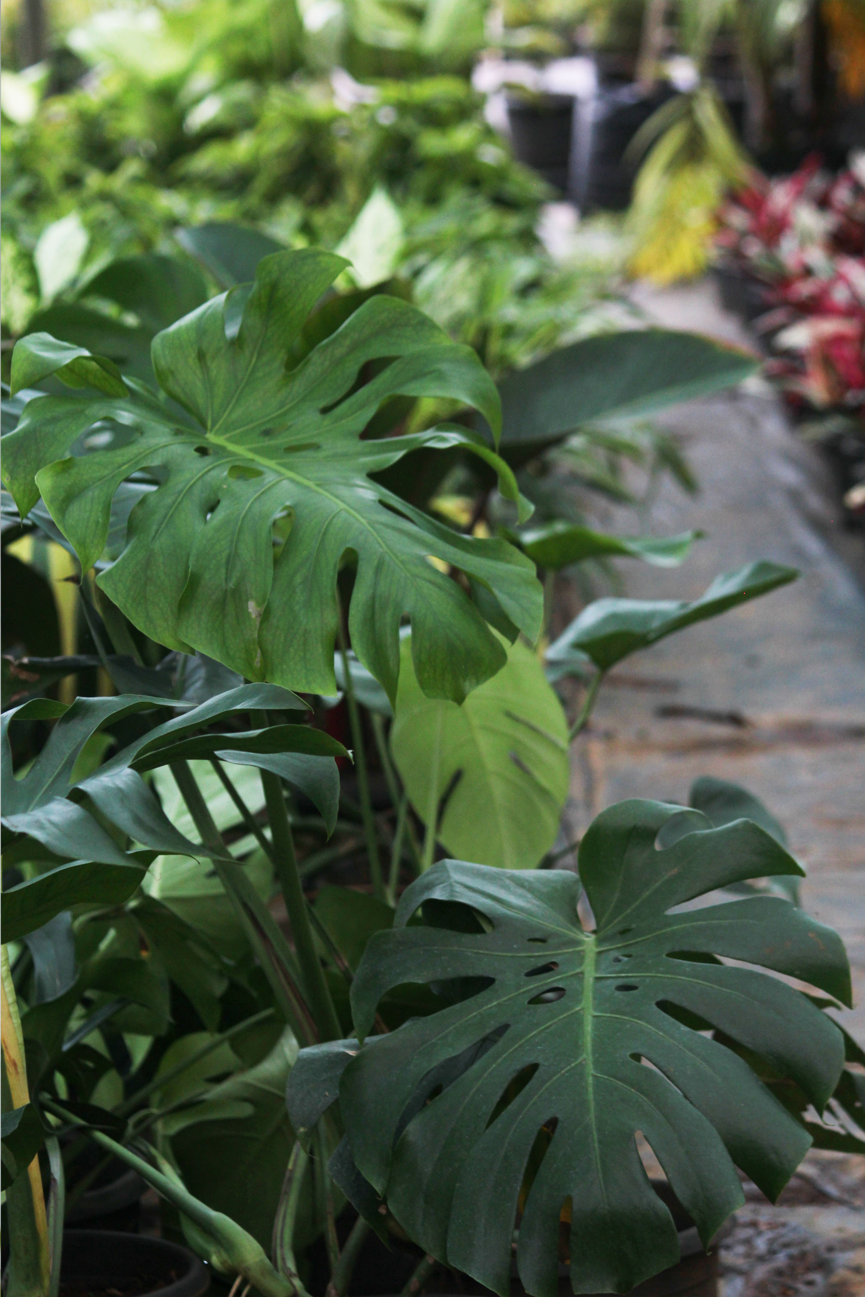 Monstera Deliciosa | Swiss cheese plant