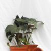 Philodendron