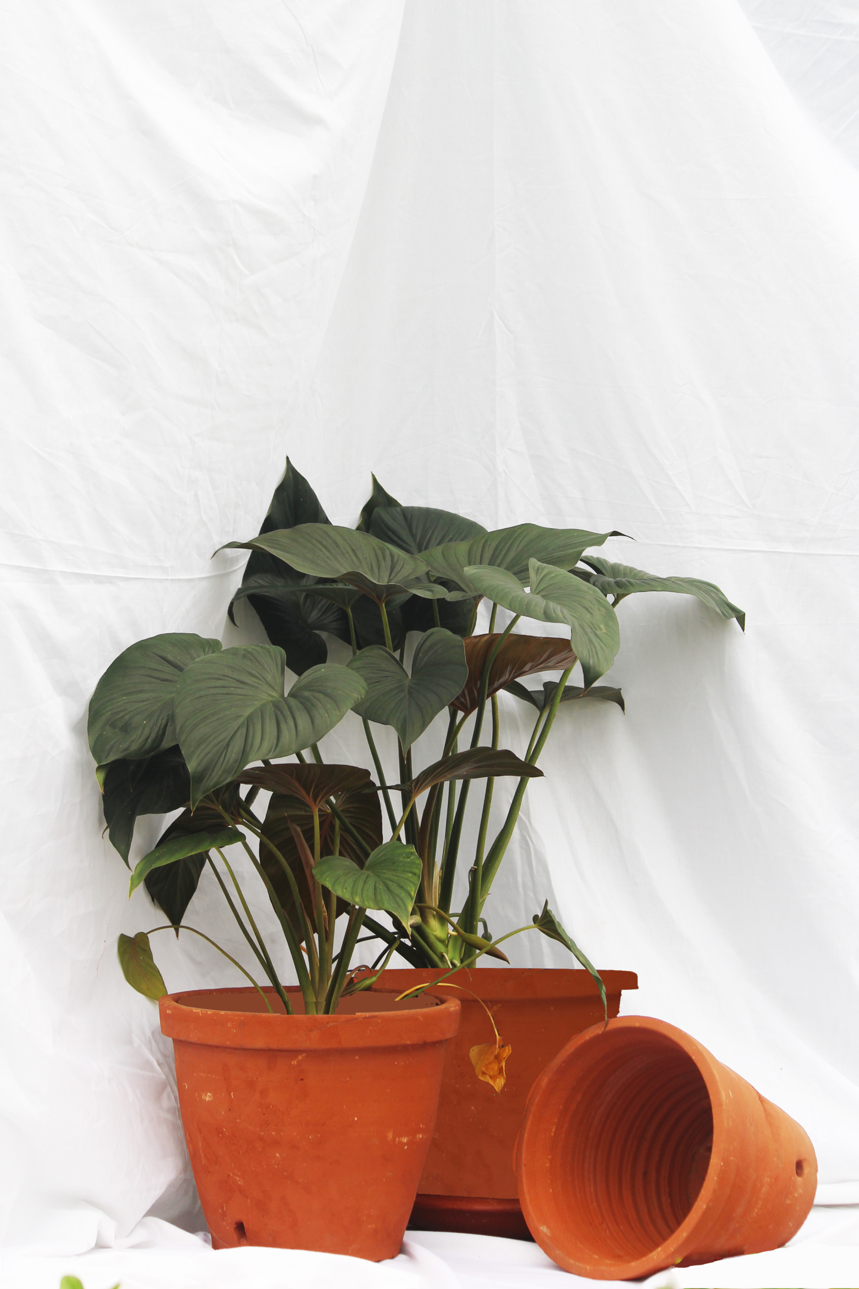 Philodendron