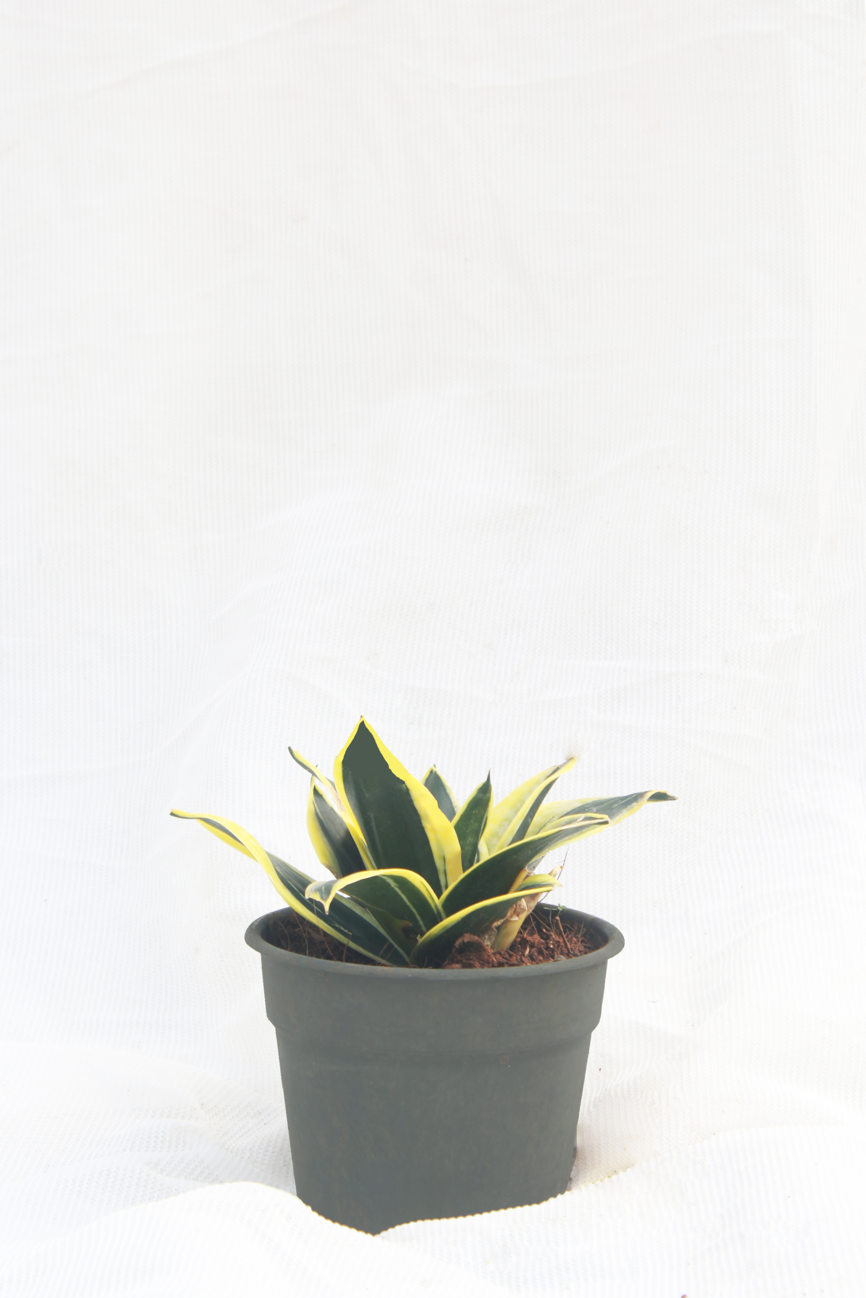 Sansevieria