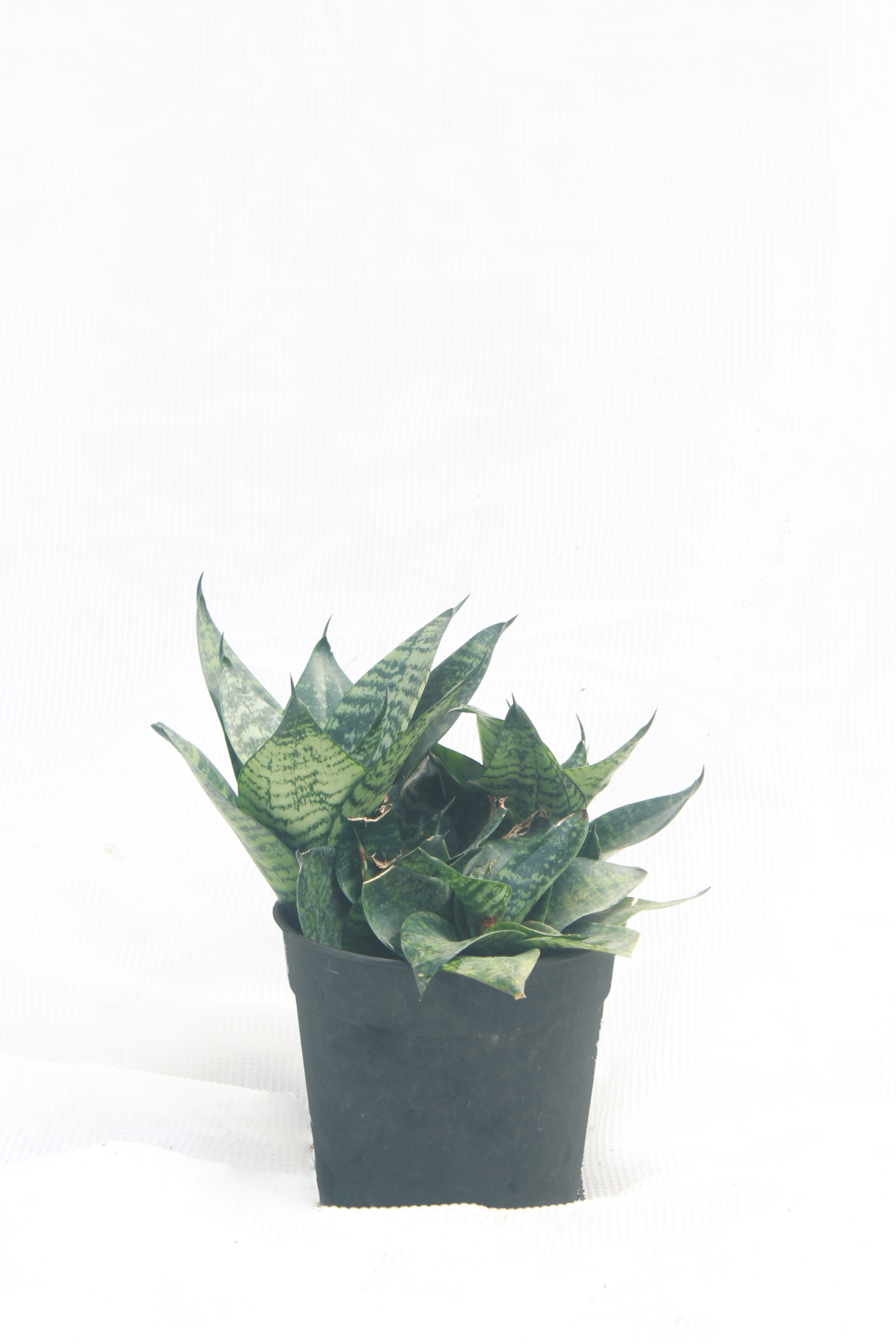 Sansevieria