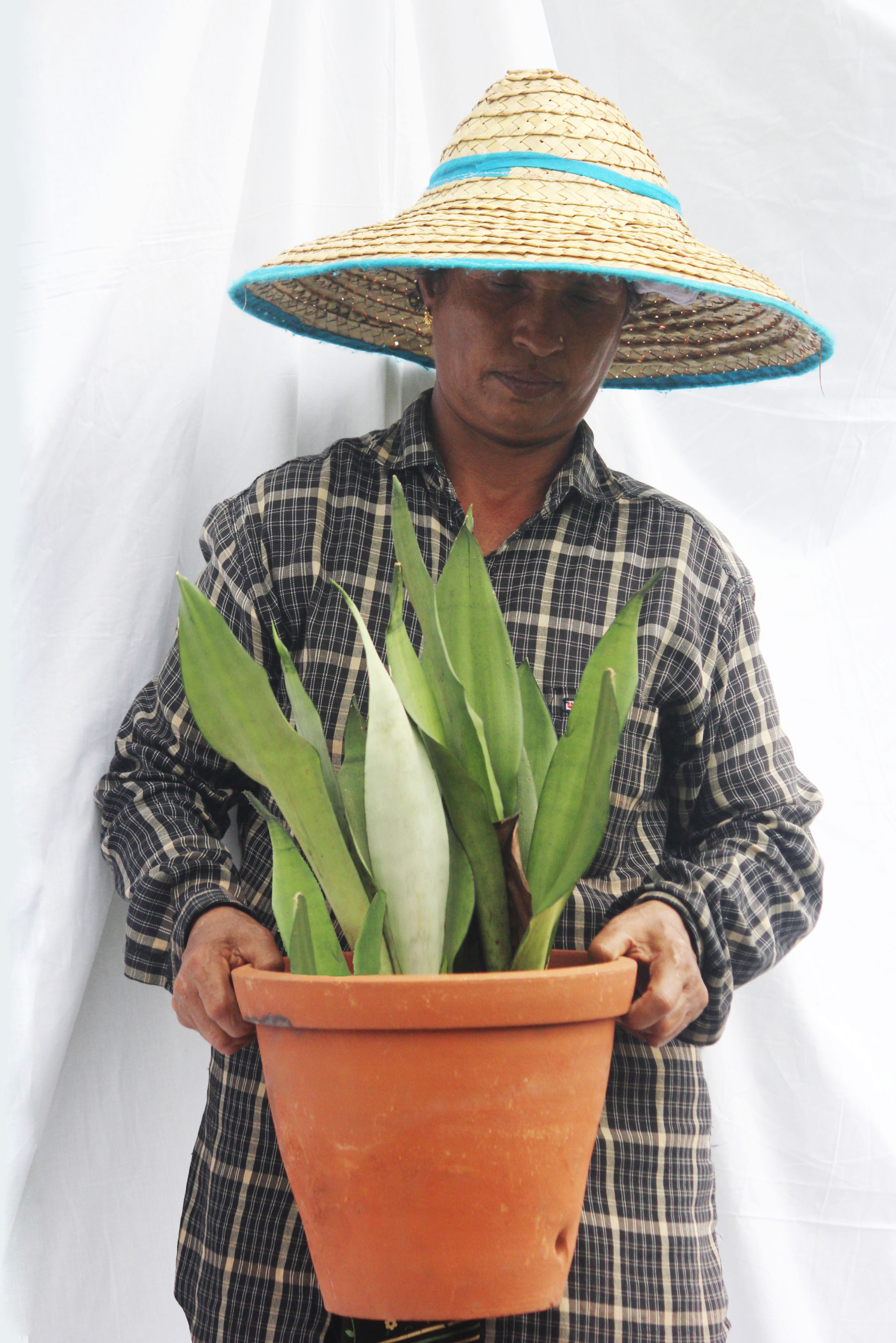 Sansevieria