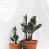 ZZ Plant | Zamioculcas Zamiifolia