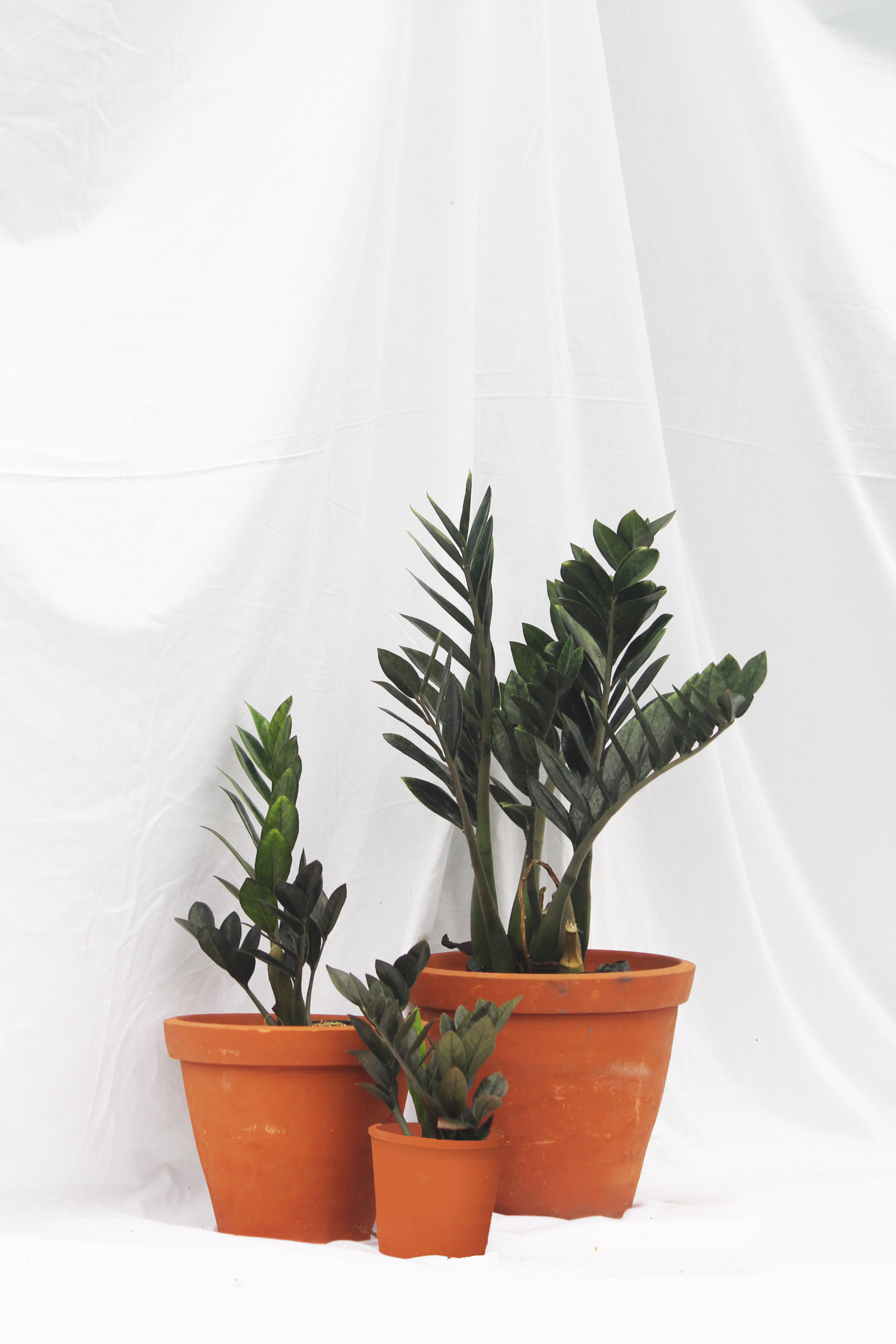 Zamioculcas Black