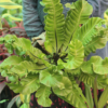 Bird's-Nest Fern | Asplenium nidus