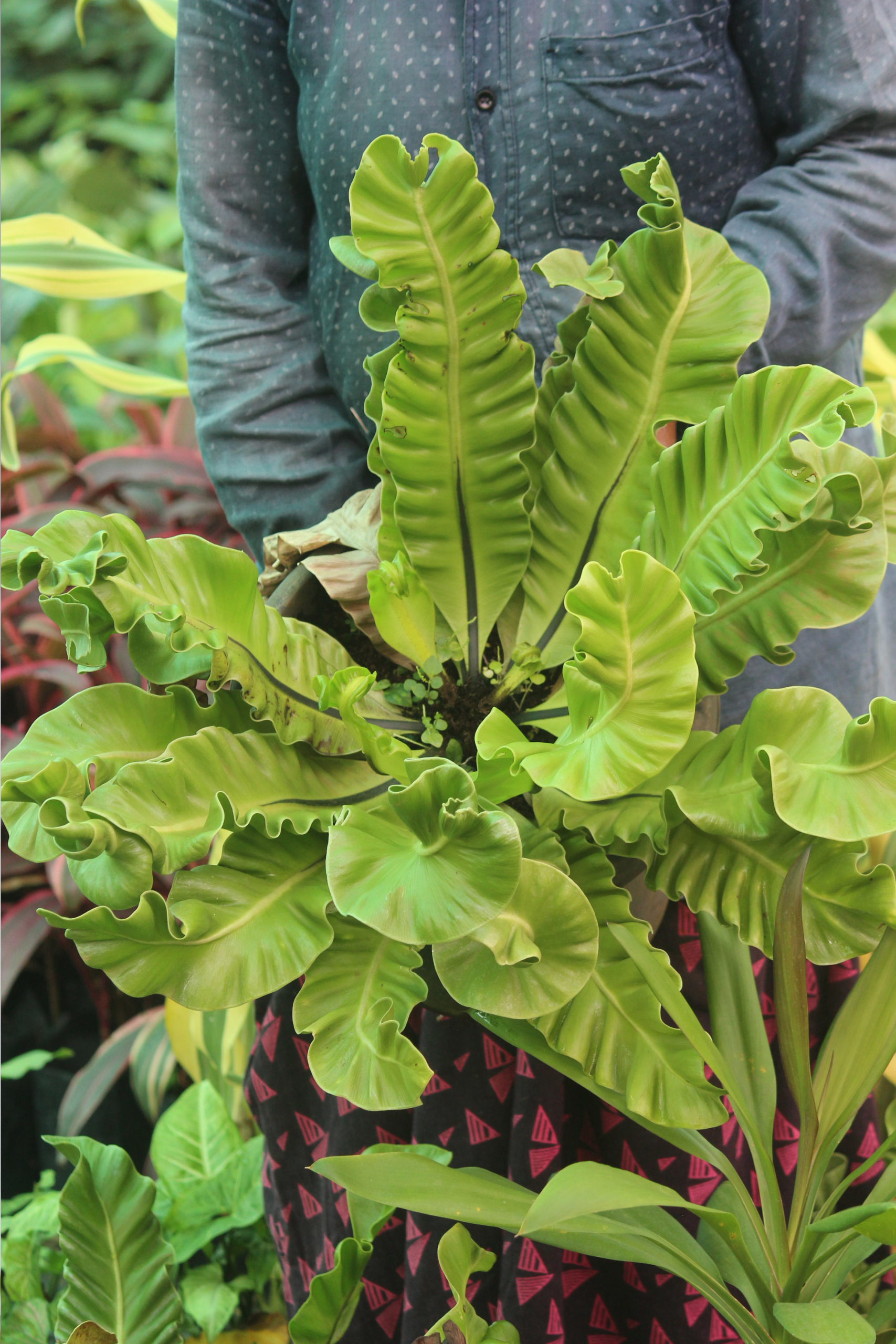 fern birds nest