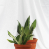 Sansevieria