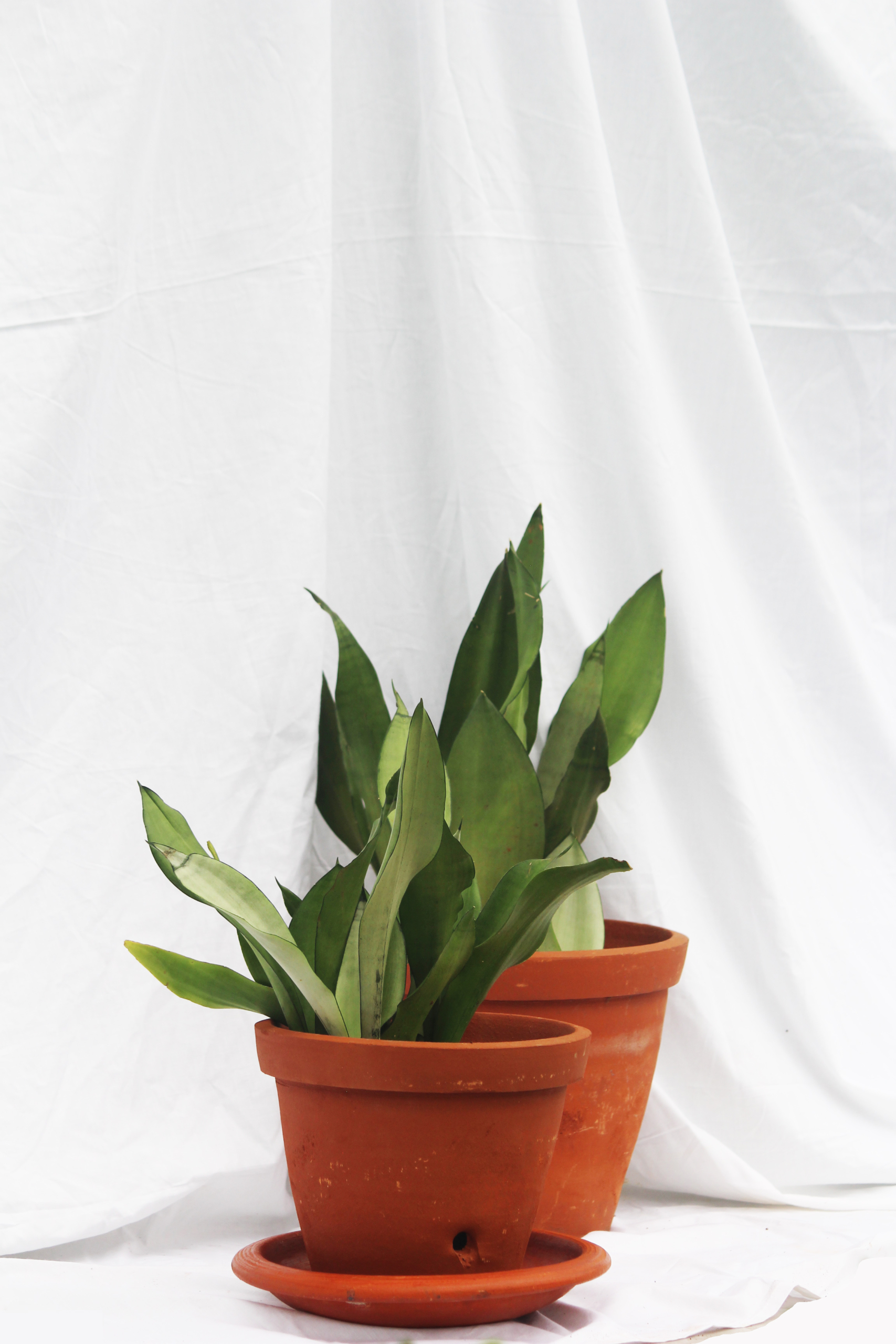 Sansevieria