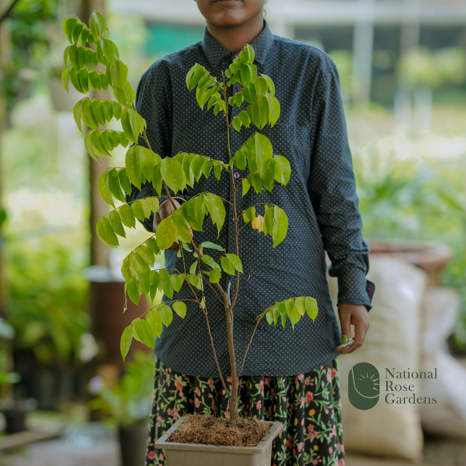 Milk Fruit Seedling (Chrysophyllum cainito) – National Rose Garden