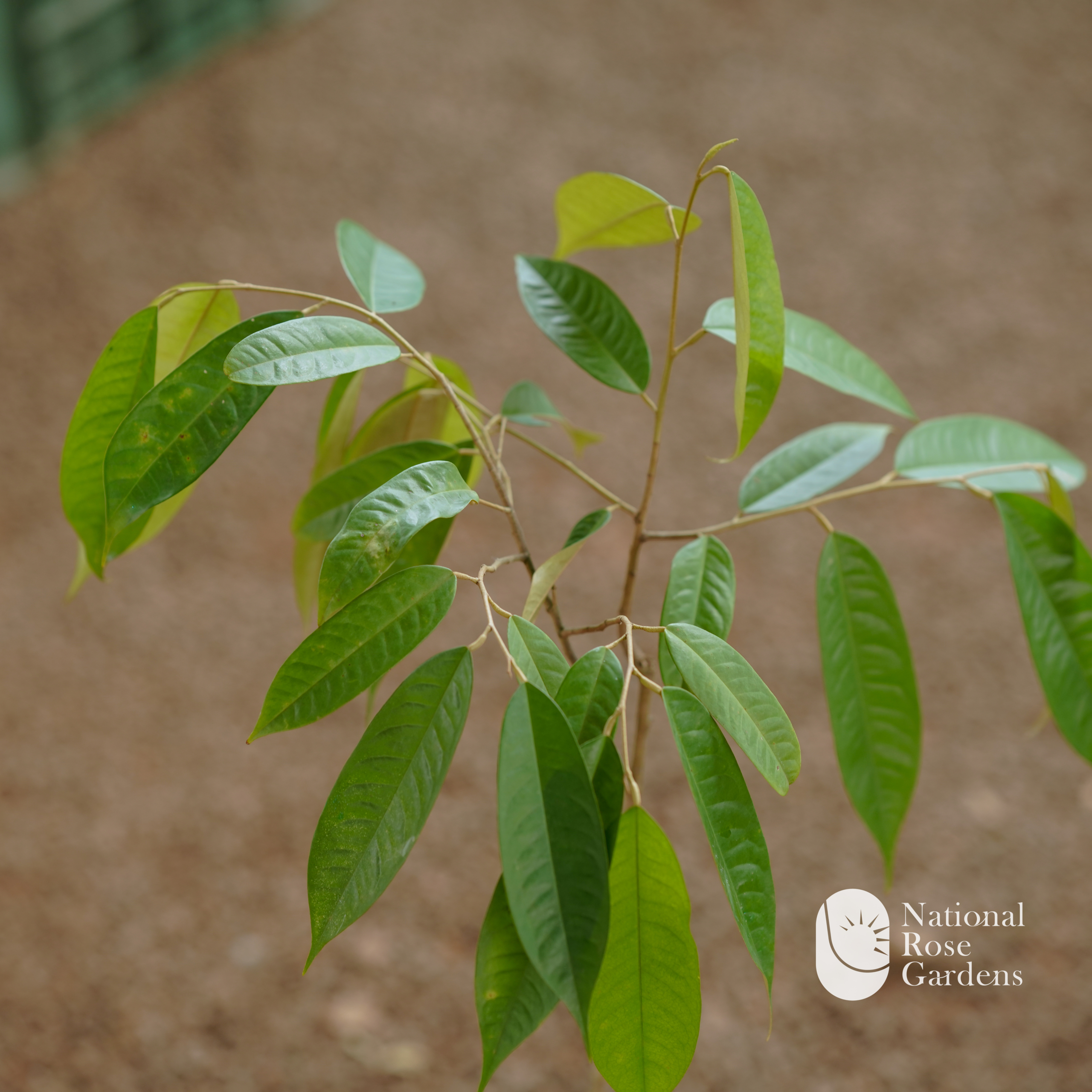 Durian Seedling