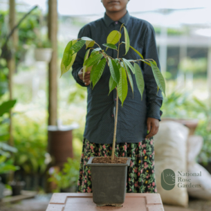 Durian Seedling
