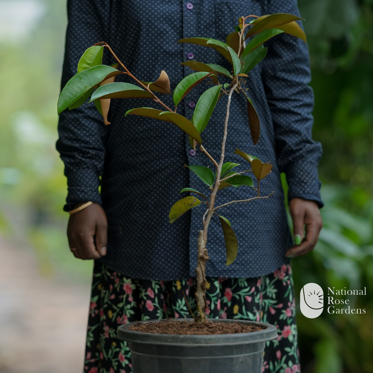 Milk Fruit Seedling (Chrysophyllum cainito) – National Rose Garden