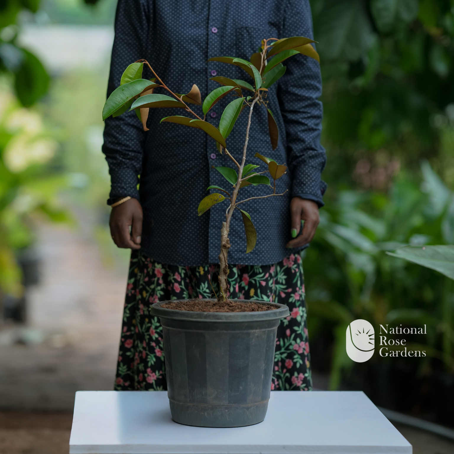 Milk Fruit Seedling (Chrysophyllum cainito) – National Rose Garden
