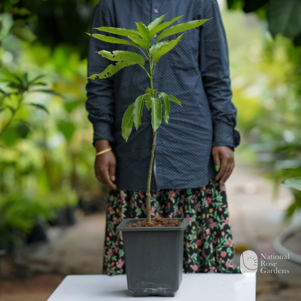 Mullatha ( Annona species) – National Rose Garden