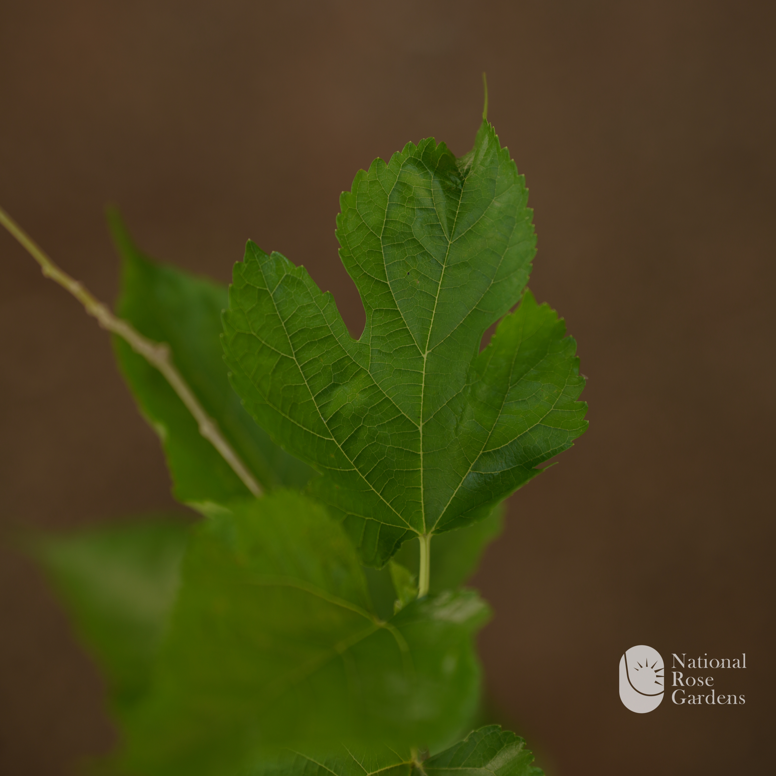 Mulberry