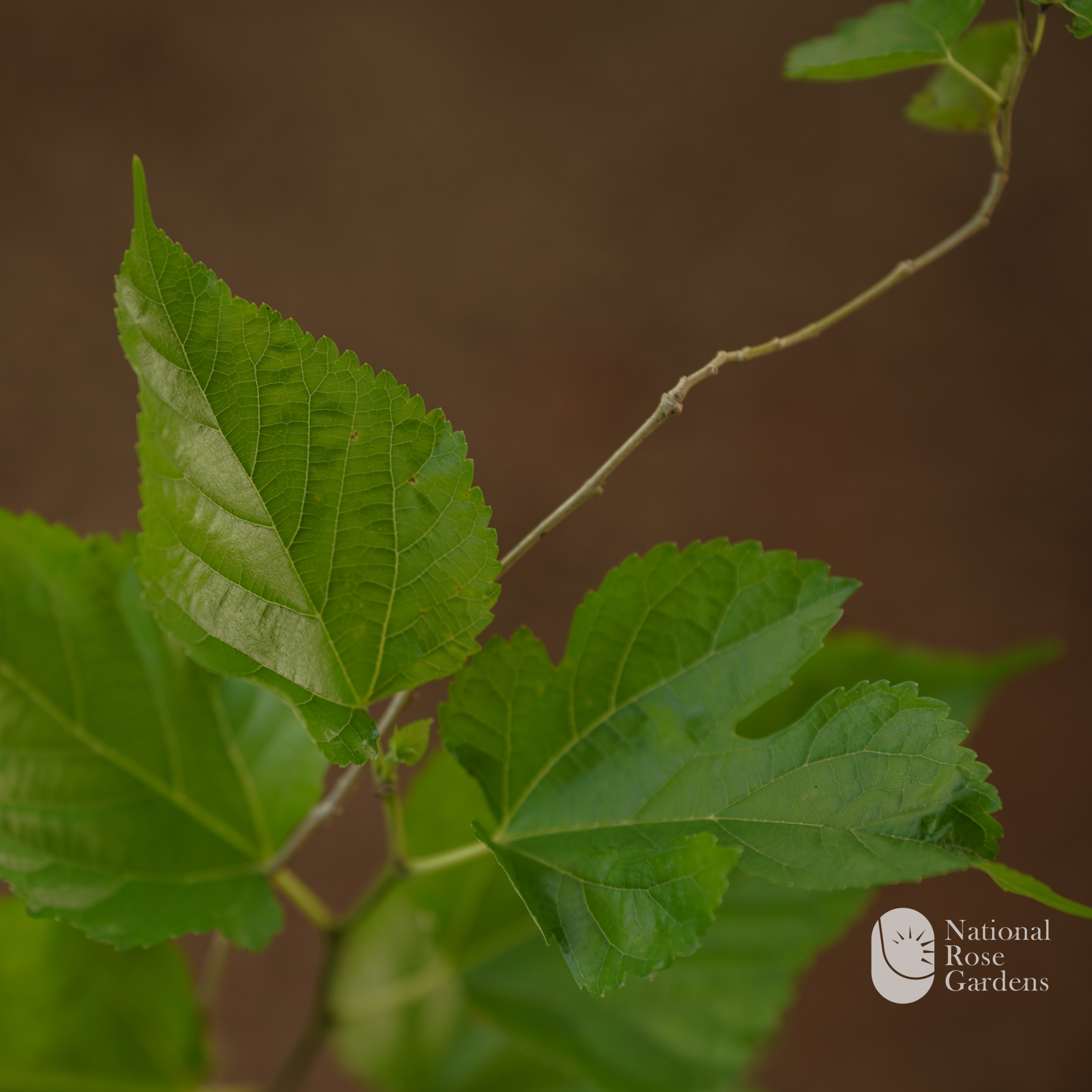 Mulberry