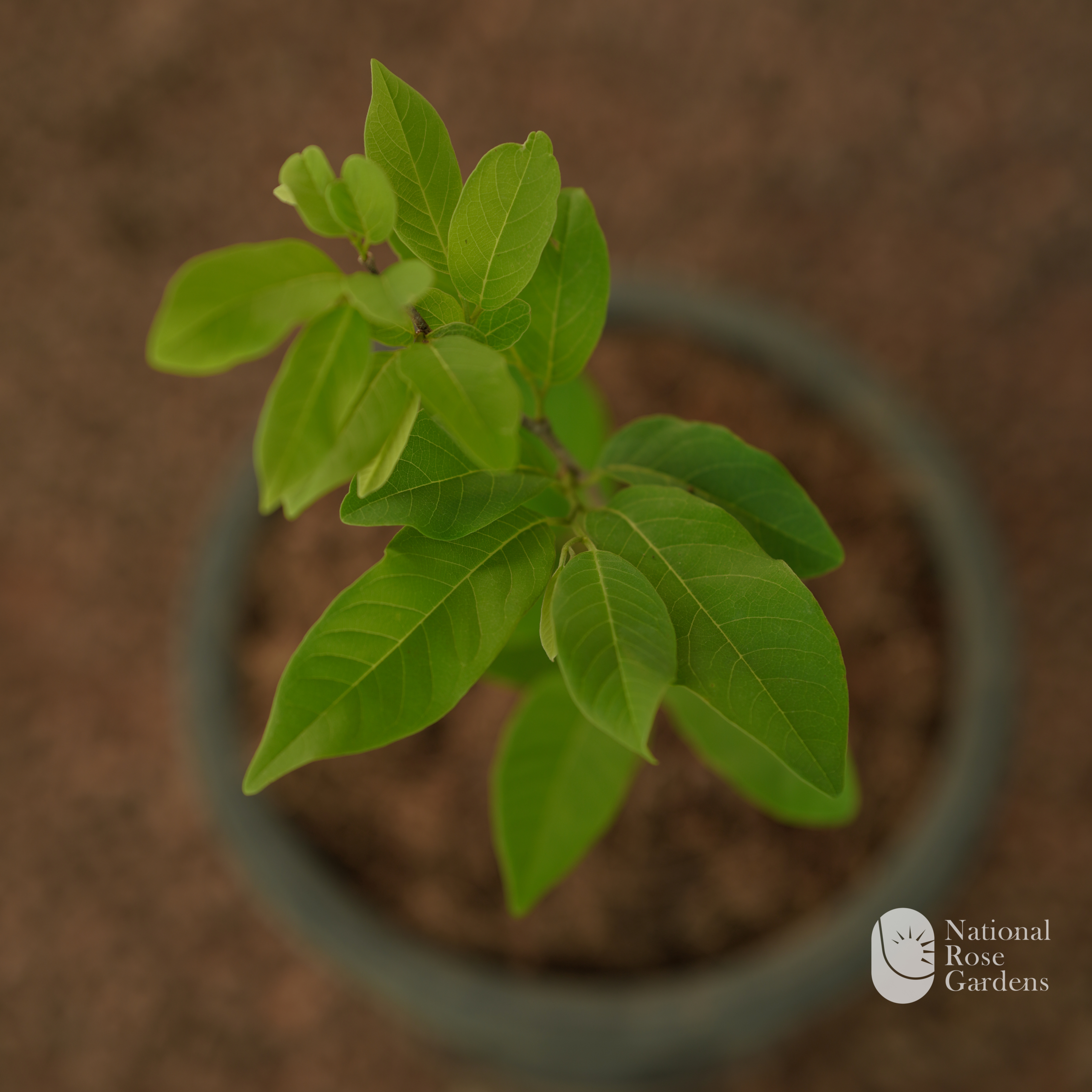 Custard Apple NMK-1