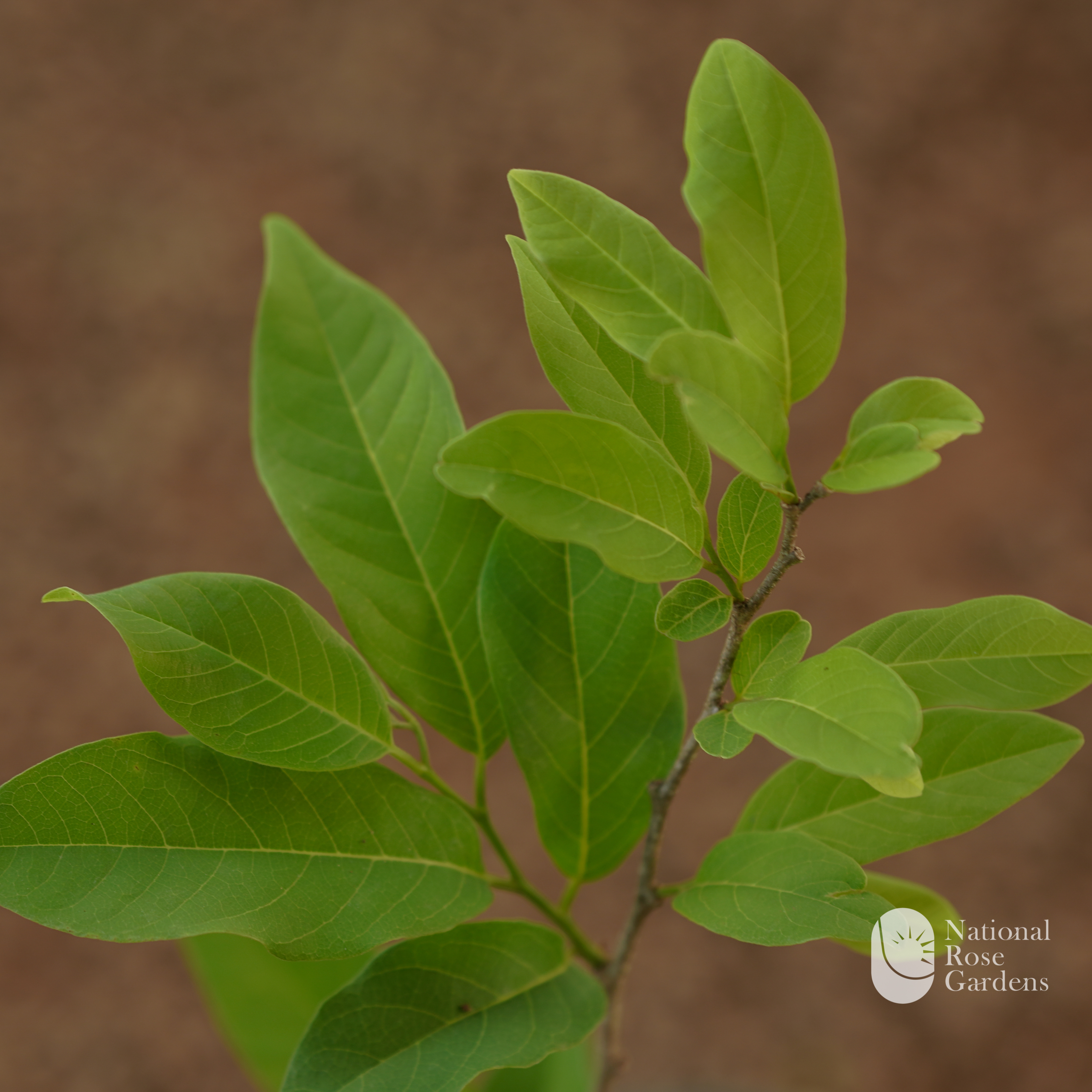 Custard Apple NMK-1