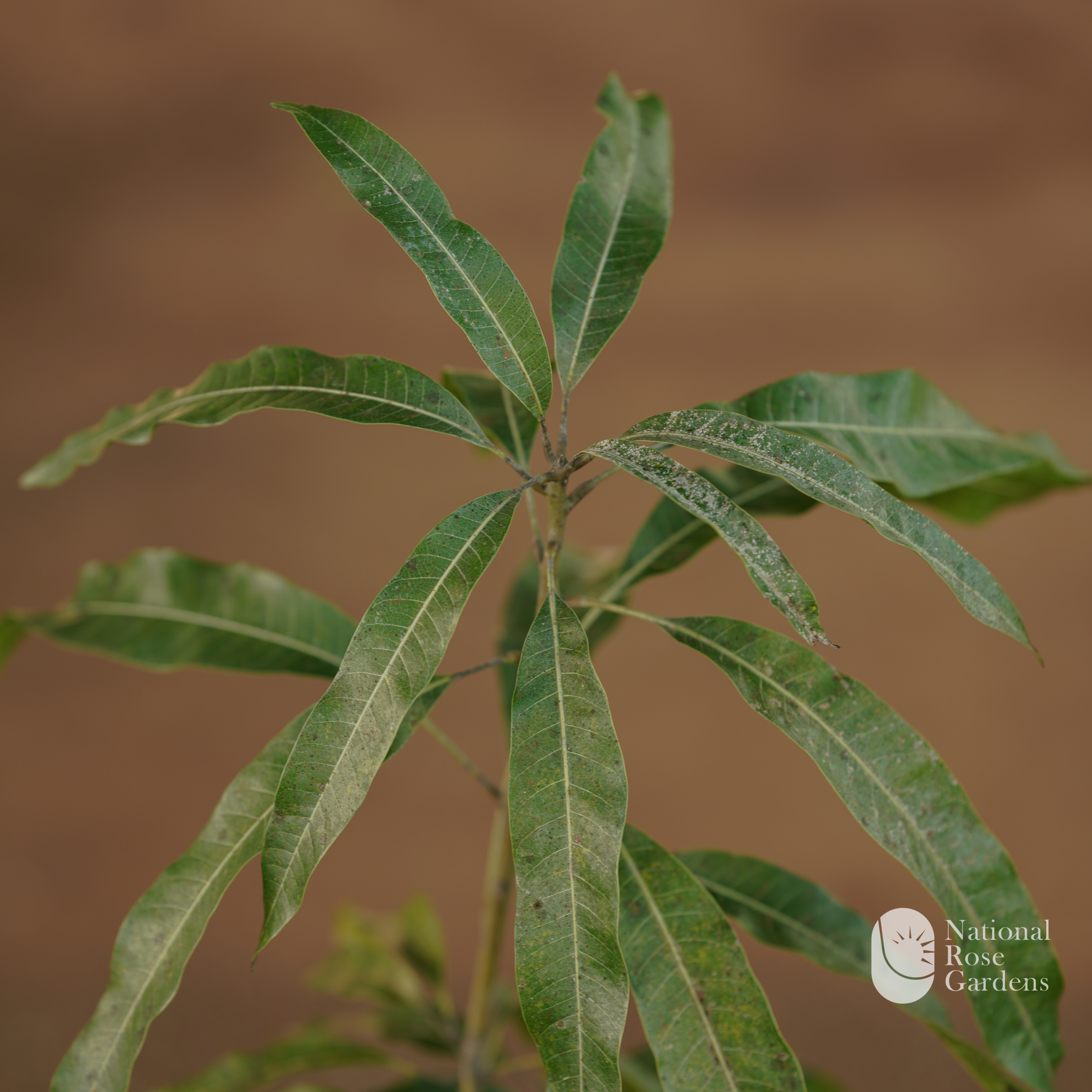 Kotta paramban Mango