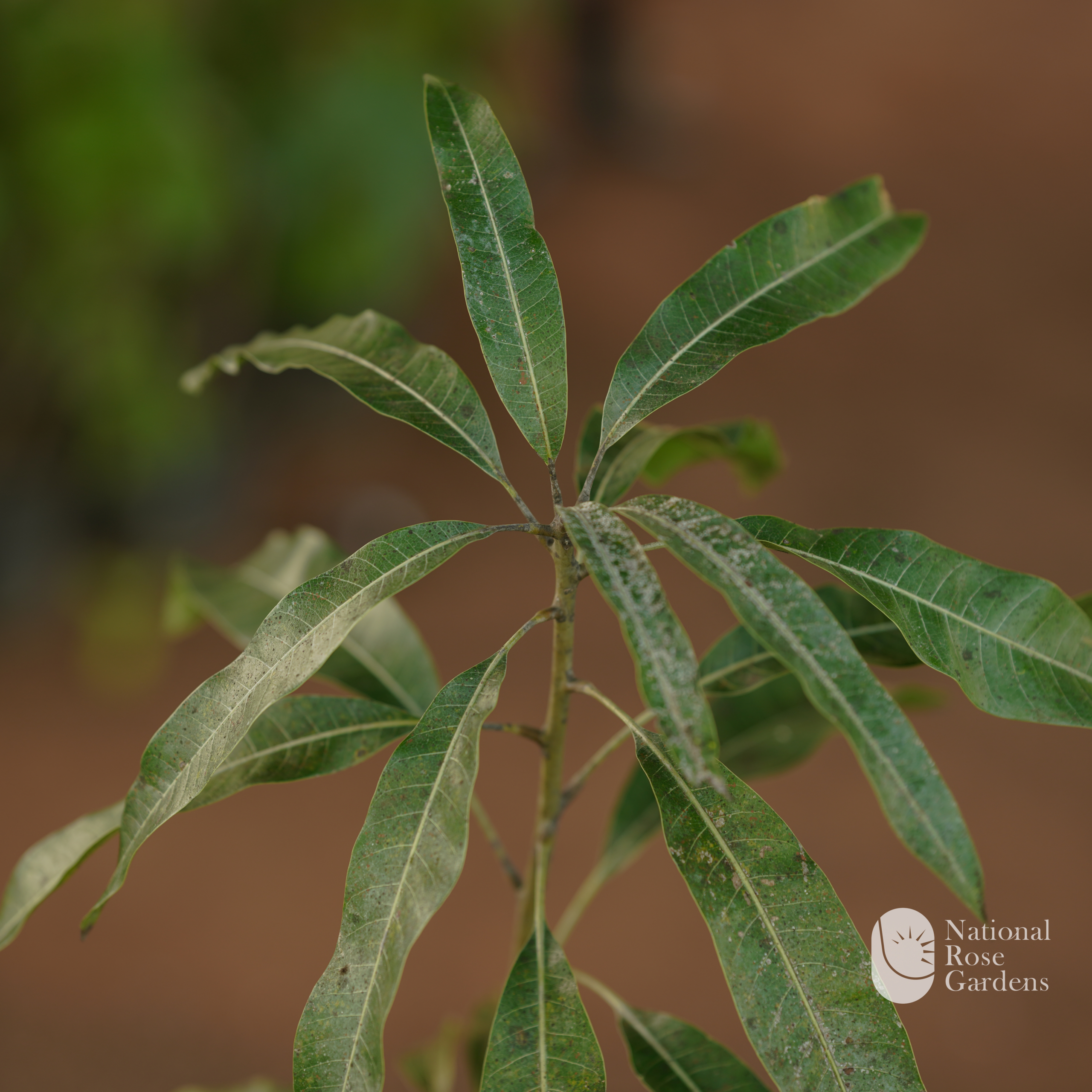 Kotta paramban Mango