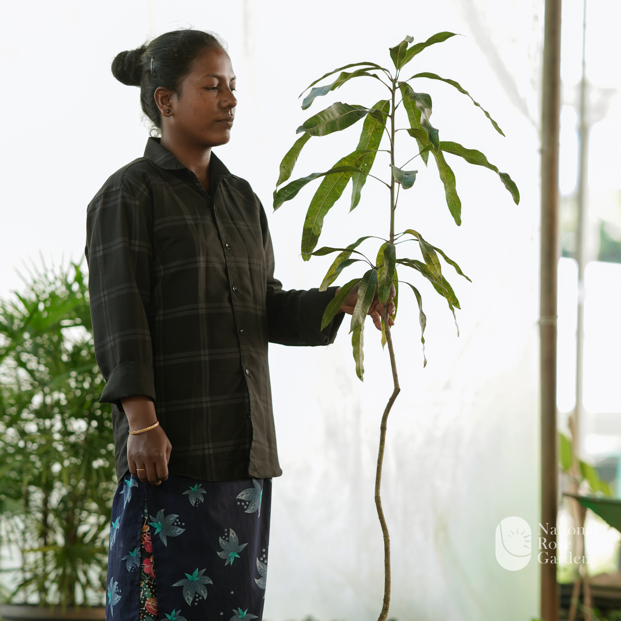 Kotta paramban Mango