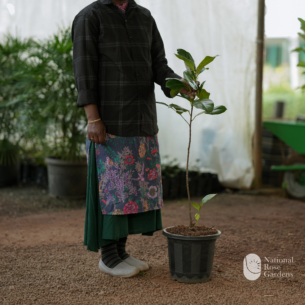 Vietnam Super Early Jack Fruit
