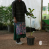 Vietnam Super Early Jack Fruit