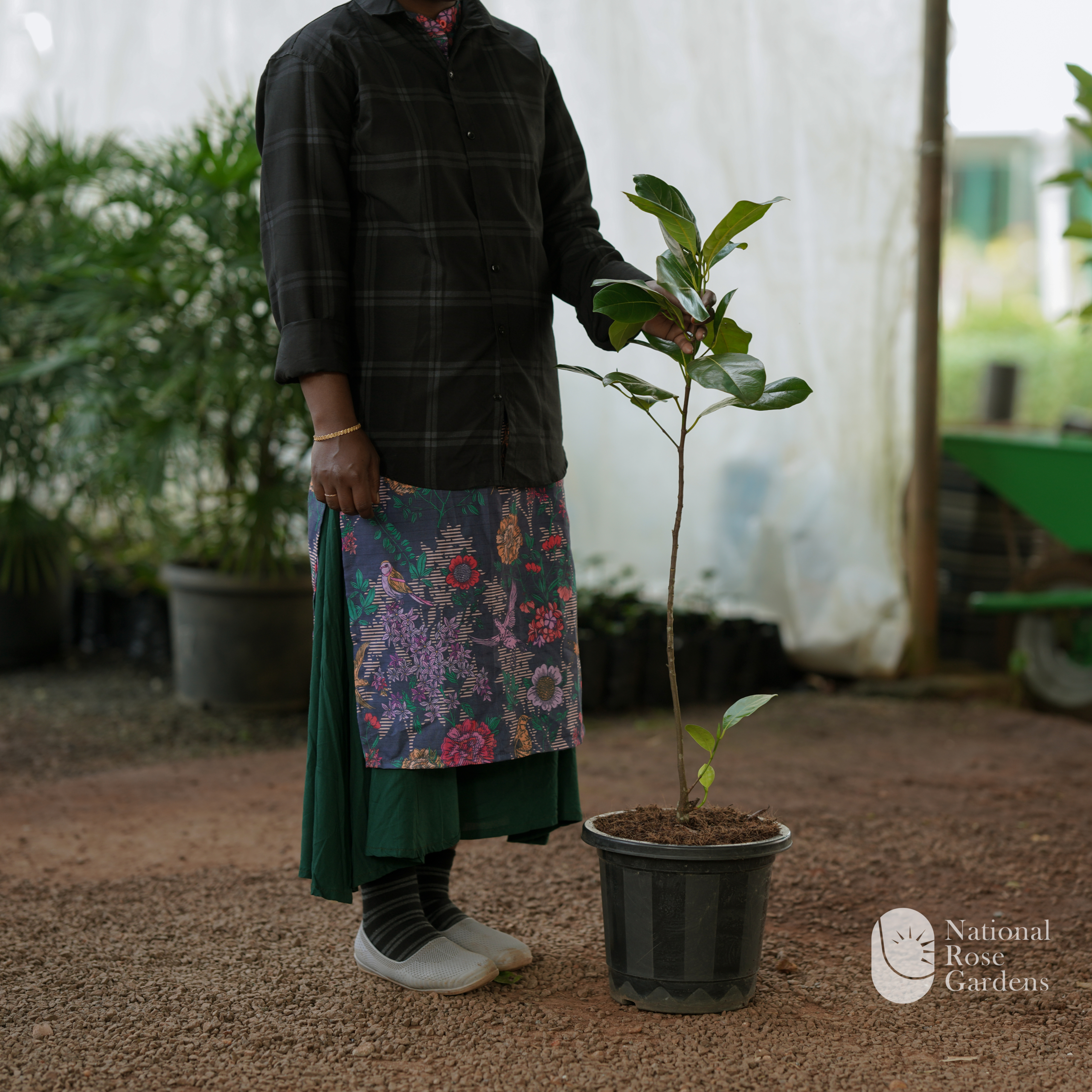 Vietnam Super Early Jack Fruit