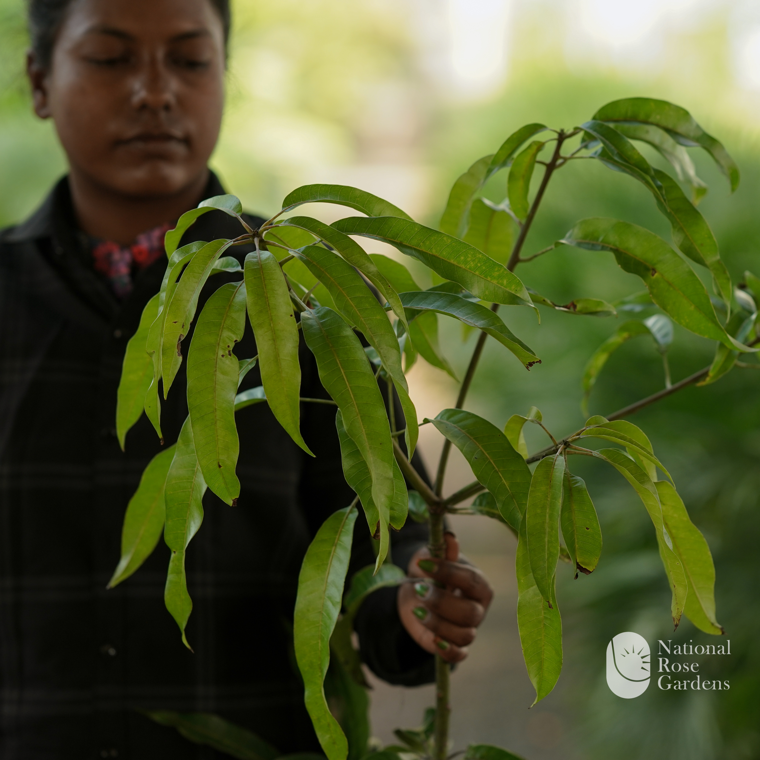 Alphonsa Mango