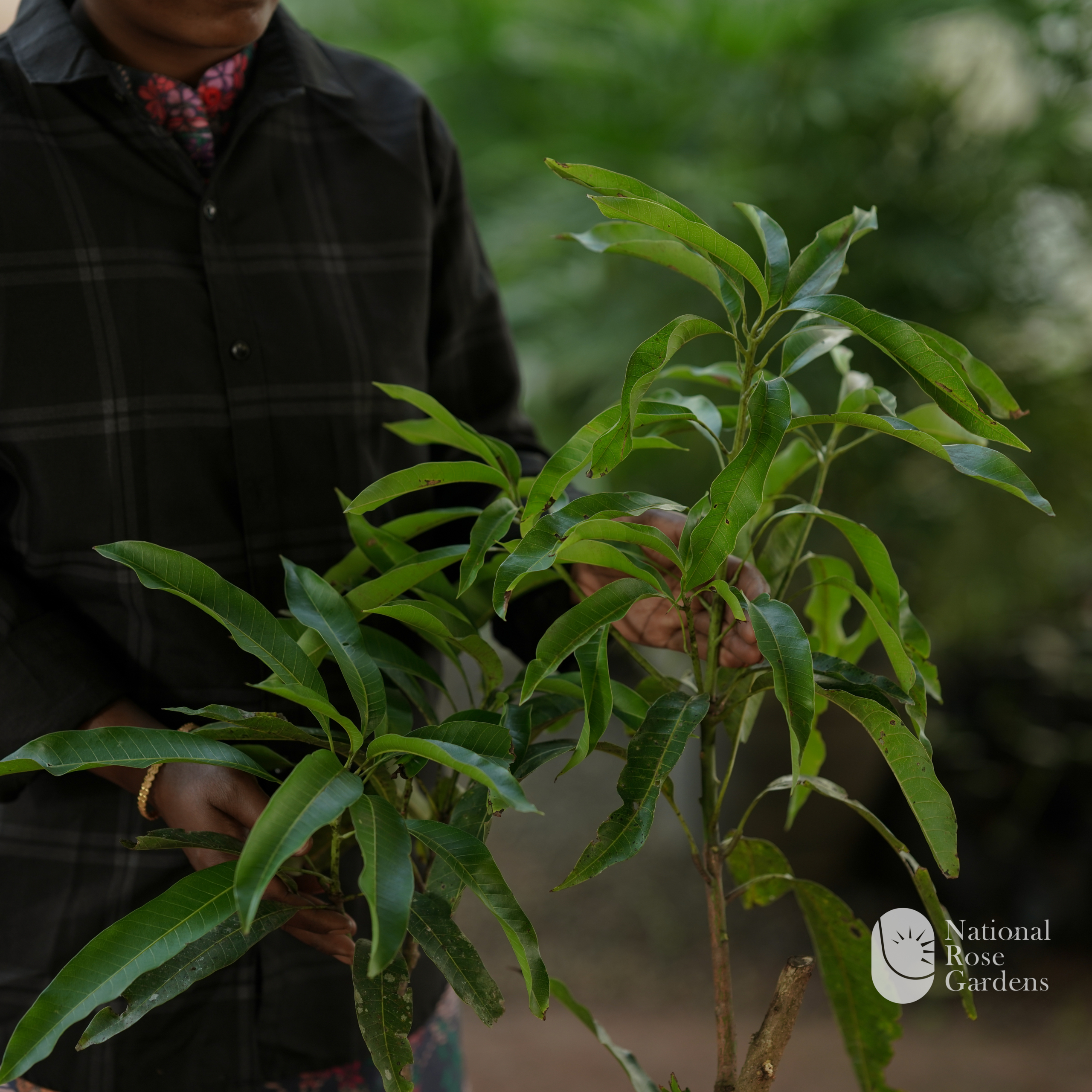 Basthara Mango