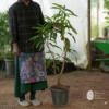 Basthara Mango