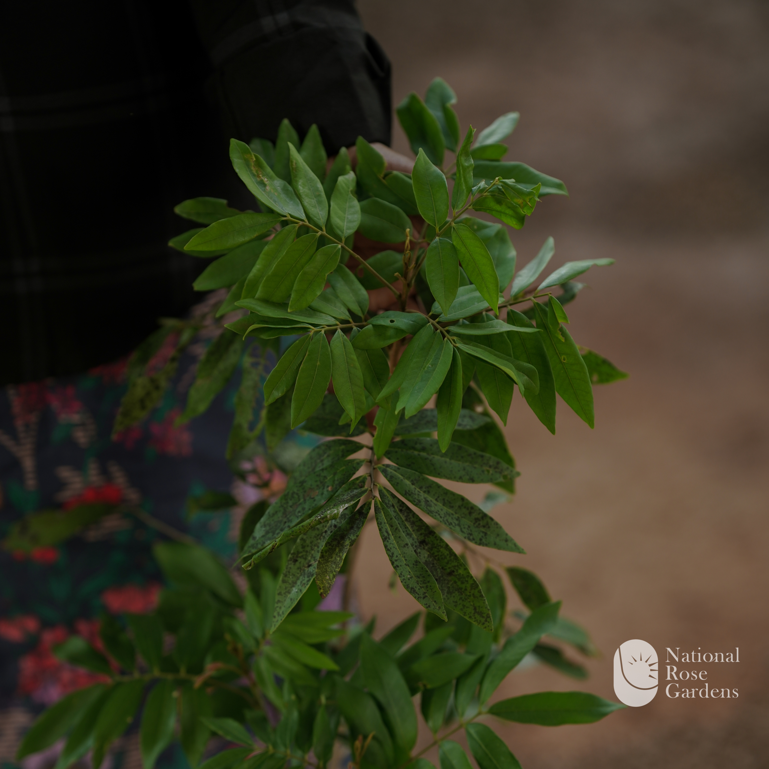 Four Season Longan