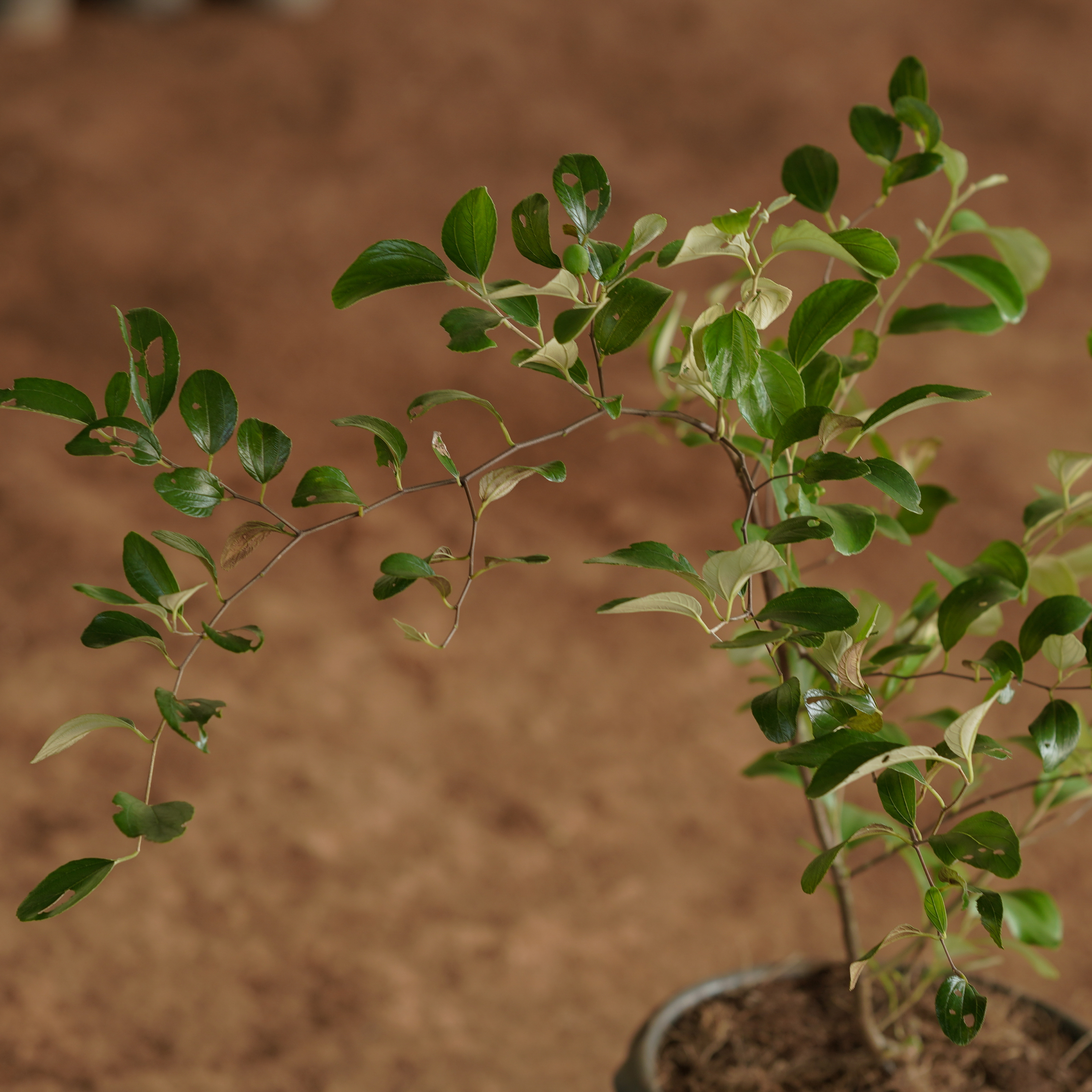 Green Apple Ber (Green Jujube)