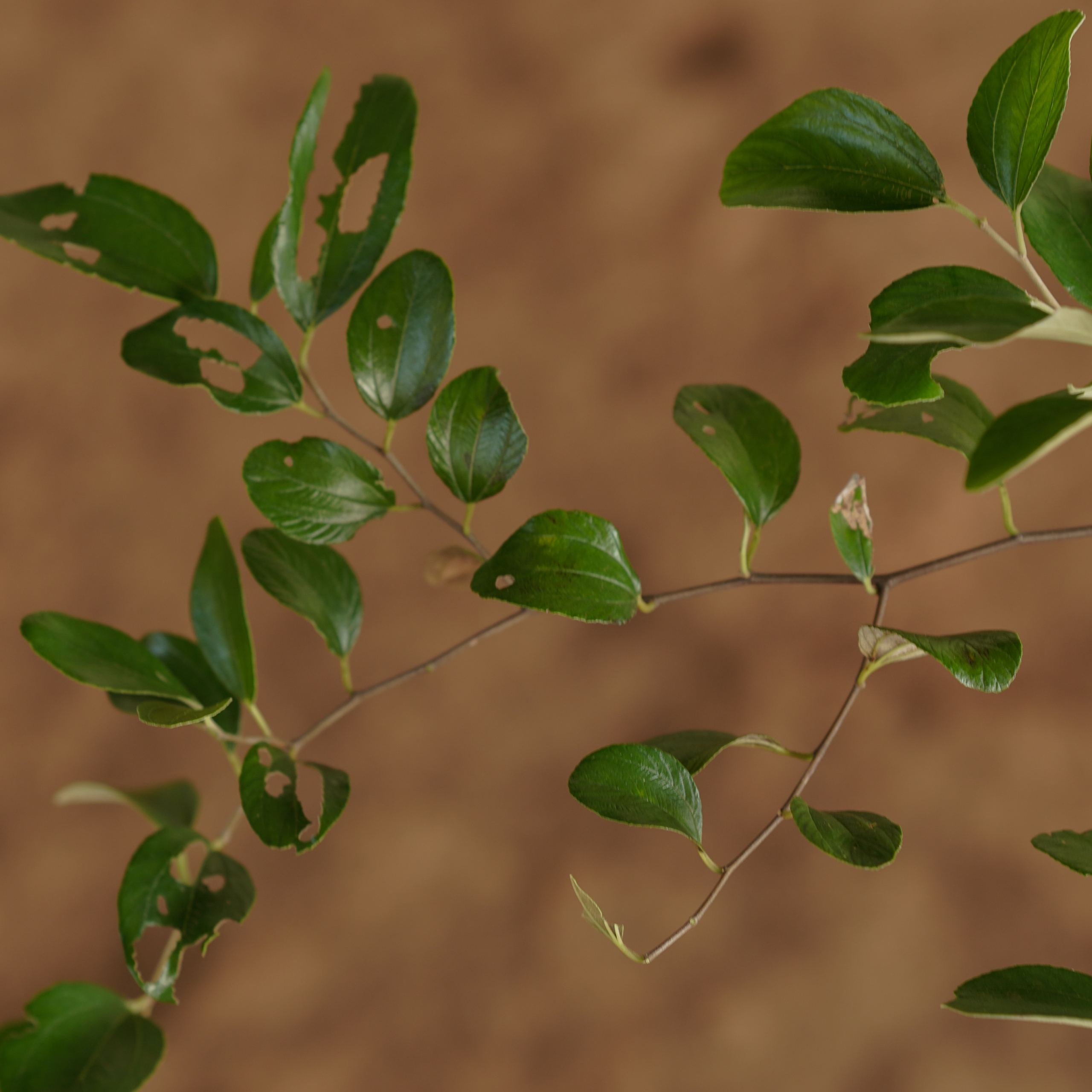 Green Apple Ber (Green Jujube)