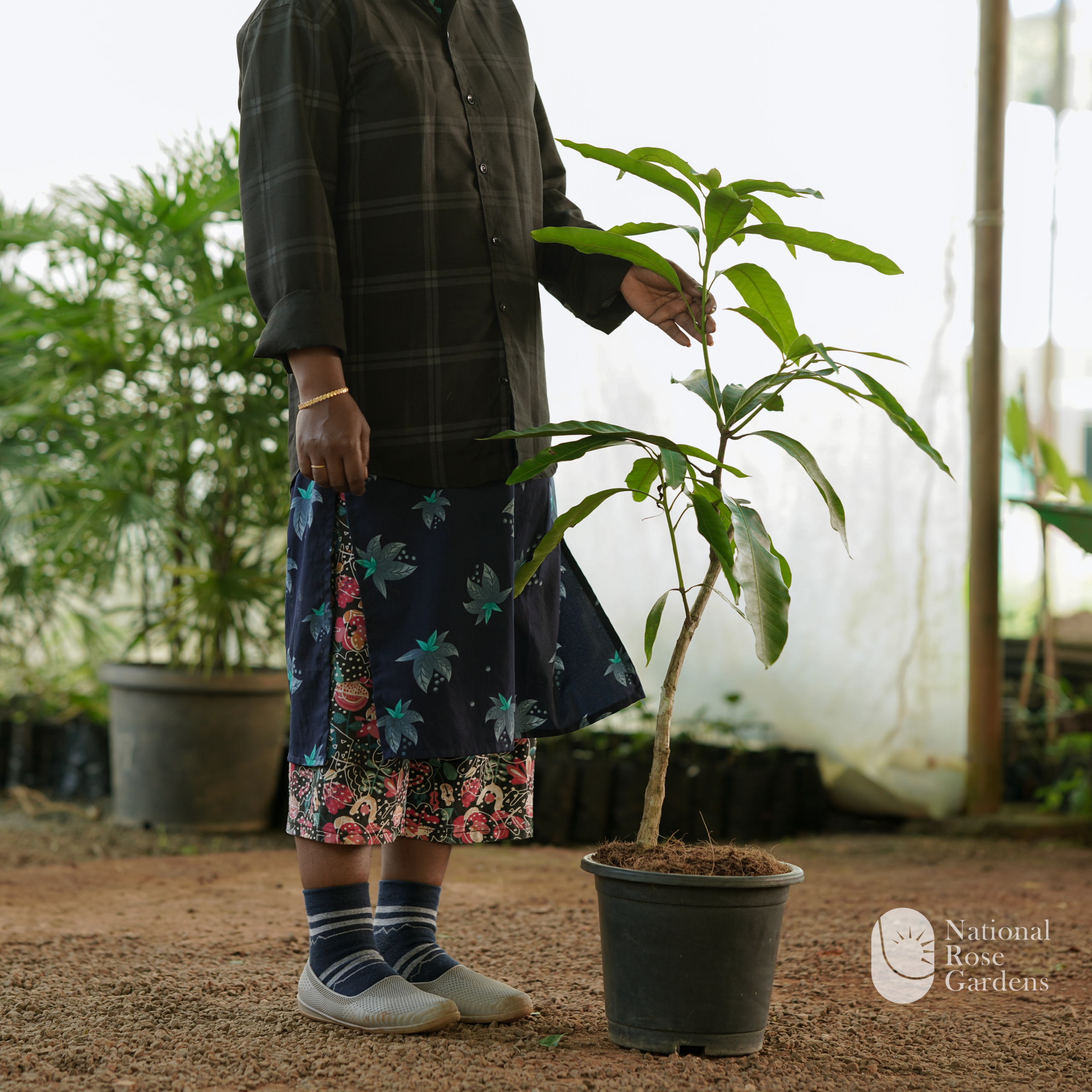 Mallika Mango