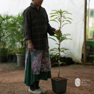Chang Deang Mango (Red Elephant)